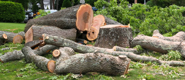 Best Stump Grinding and Removal  in Four Corners, MT