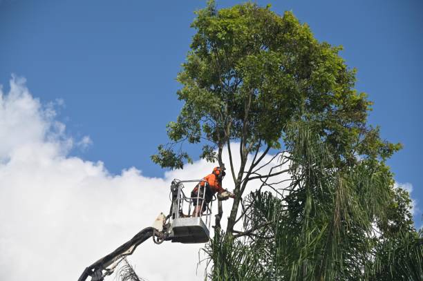 Best Landscape Design and Installation  in Four Corners, MT